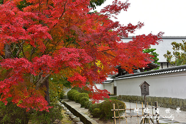 京都2D810 150.JPG