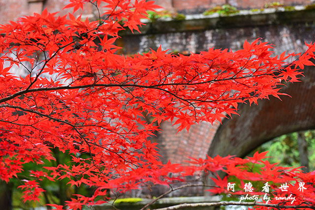 京都2D810 184.JPG