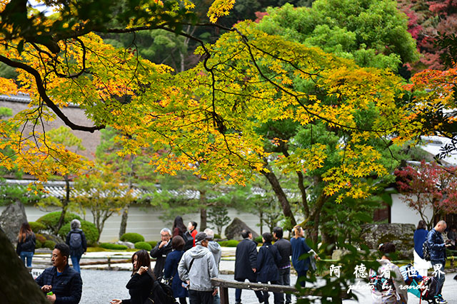 京都2D810 209.JPG