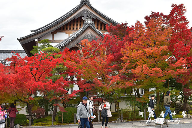 京都2D810 041.JPG