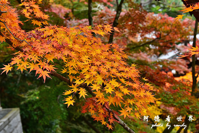 京都2D810 102.JPG