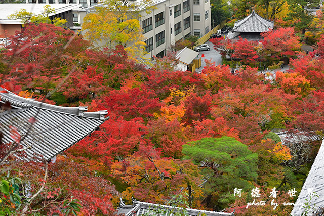 京都2D810 100.JPG