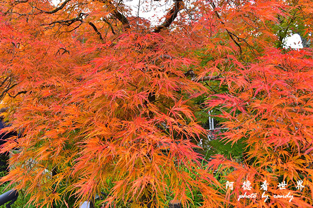 京都2D810 117.JPG