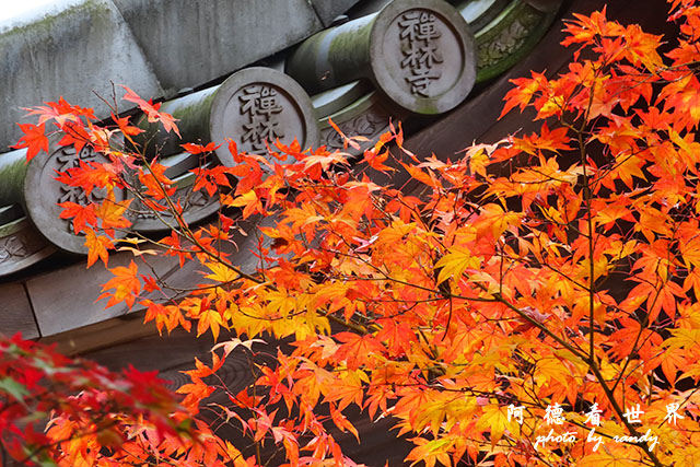 京都2SX740 162.JPG