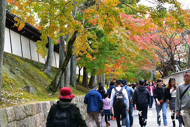 京都2D810 239.JPG