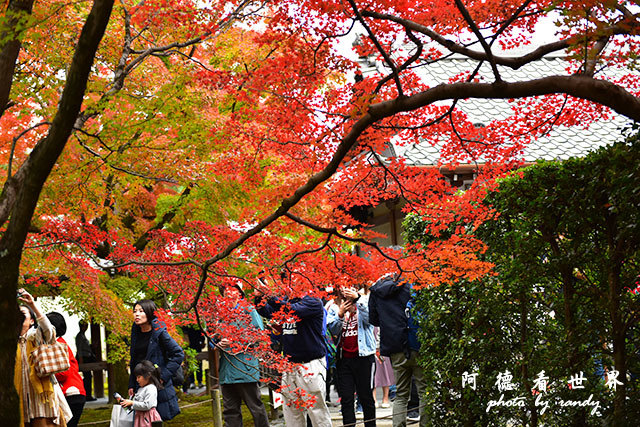 京都2D810 251.JPG