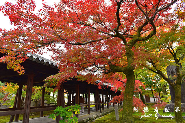 京都2D810 264.JPG