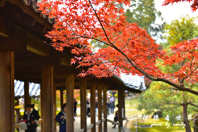 京都2D810 315.JPG