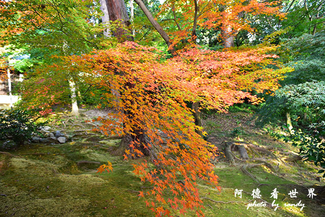 京都2D810 317.JPG