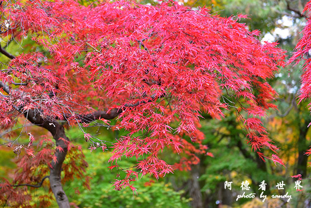 京都2D810 333.JPG