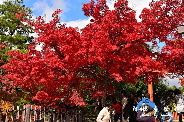 京都3D810 065.JPG