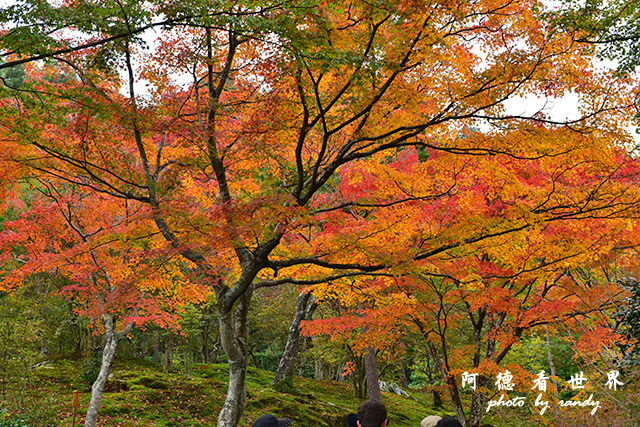 京都3D810 105.JPG