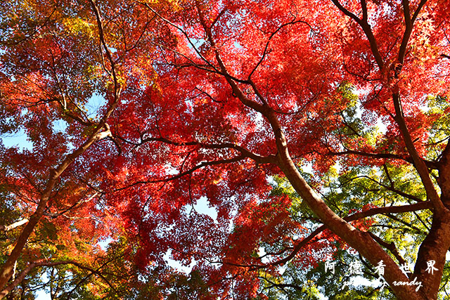 京都3D810 232.JPG