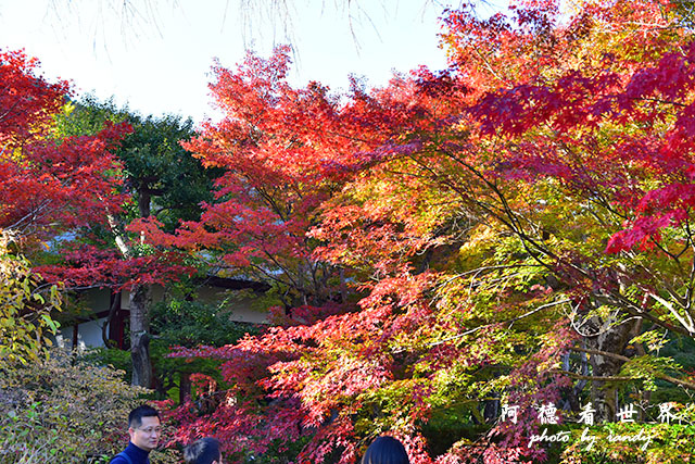 京都3D810 269.JPG