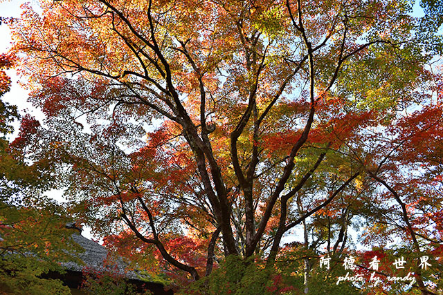 京都3D810 267.JPG