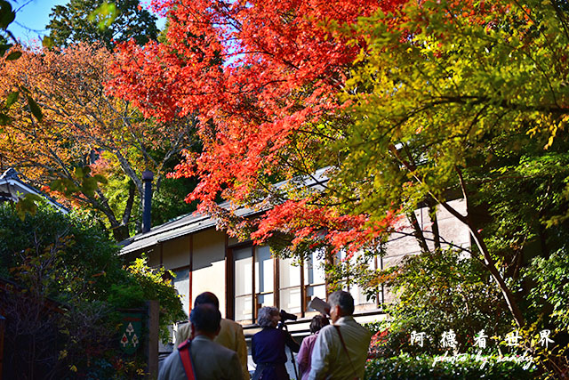 京都3D810 253.JPG