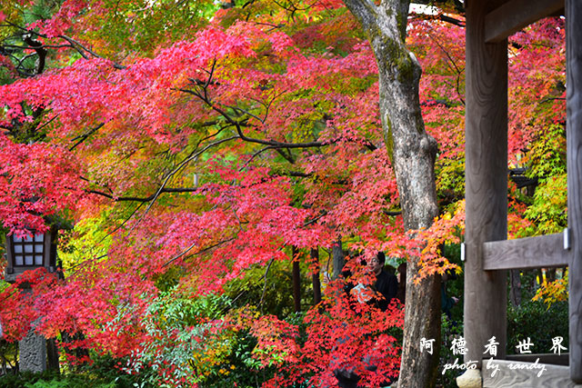 京都3D810 320.JPG