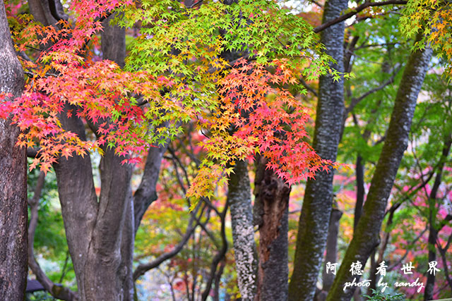 京都3D810 321.JPG