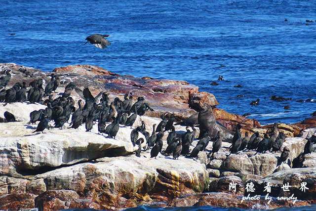 simonstown2SX740 196.JPG