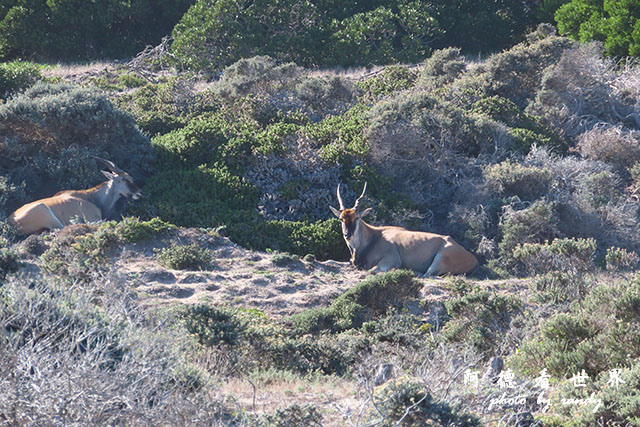 simonstown2SX740 211.JPG