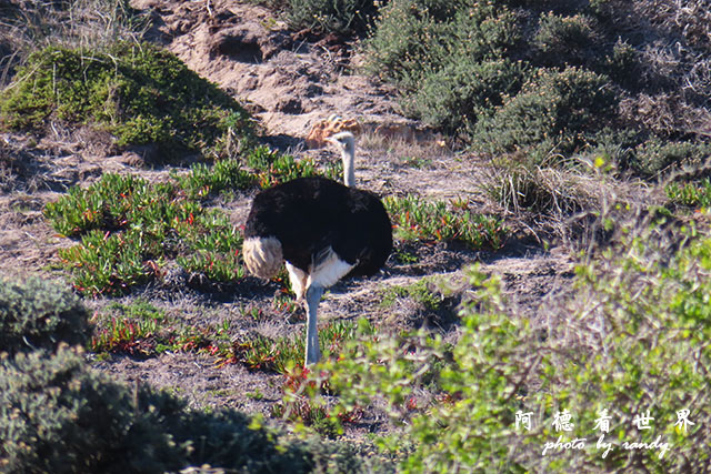 simonstown2SX740 214.JPG