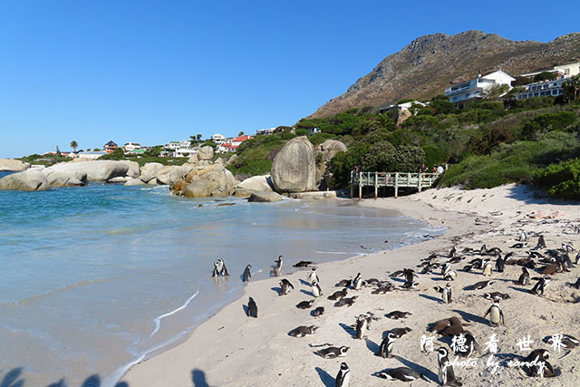 simonstown2SX740 292.JPG