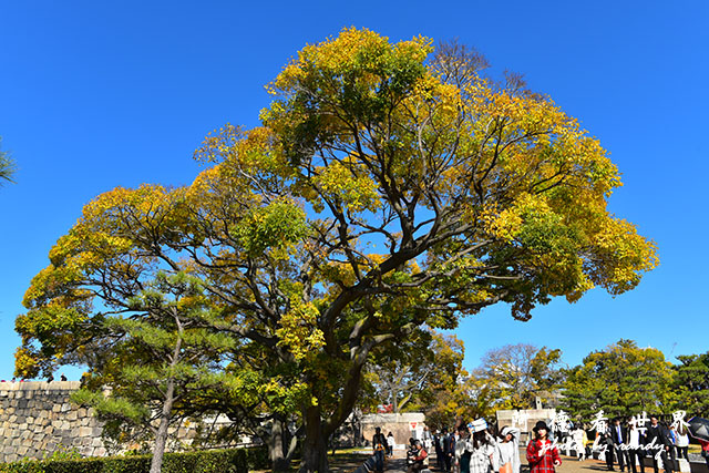 大阪城D810 073.JPG