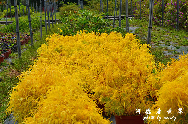 仁山植物園 031.JPG