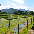 仁山植物園 028.JPG