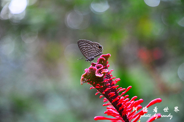 DSC_5179.JPG