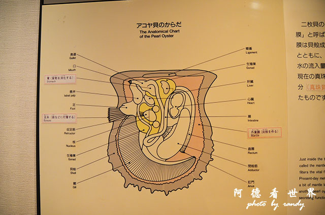 御木本真珠-夫婦岩D7000 069.JPG