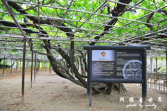 岡崎公園-名古屋港D7000 013.JPG