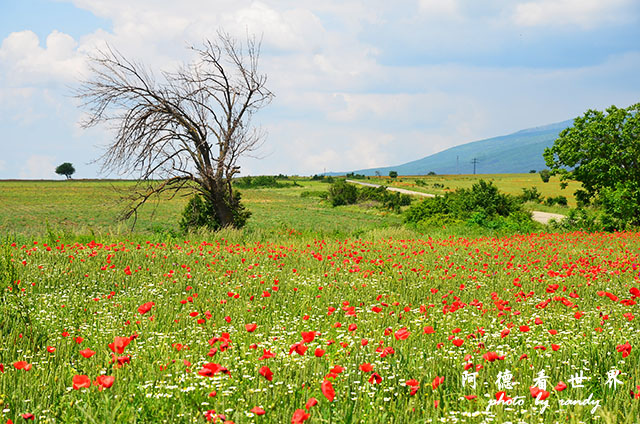 【保加利亞•Shipka】玫瑰谷薰衣草田面積驚人、希普卡修道