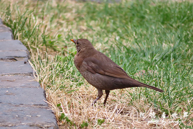 【【羅馬尼亞•Brasov】布拉索夫舊城外環散步 從坦帕山欣 【【羅馬尼亞•Brasov】布拉索夫舊城外環散步 從坦帕山欣