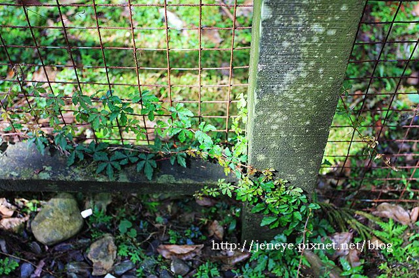 福山植物園980824