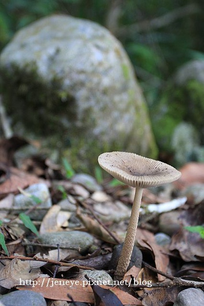 福山植物園980824