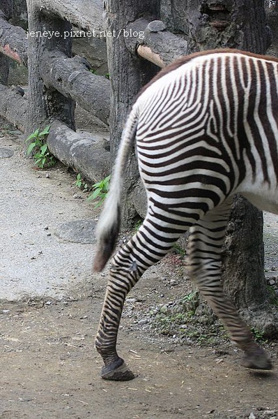 動物園990127