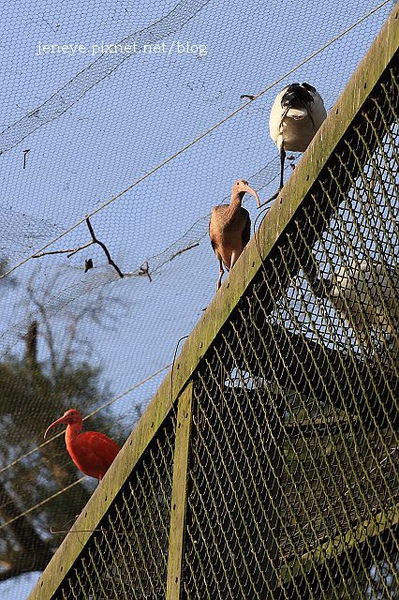 動物園990127