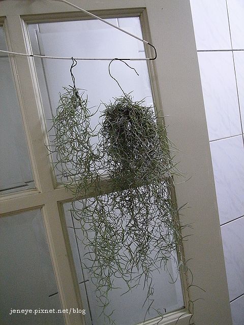 松蘿990918 松蘿990918