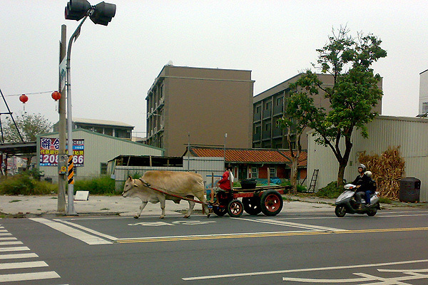 0413阿公店水庫(沒看到阿公...卻遇見牛車)