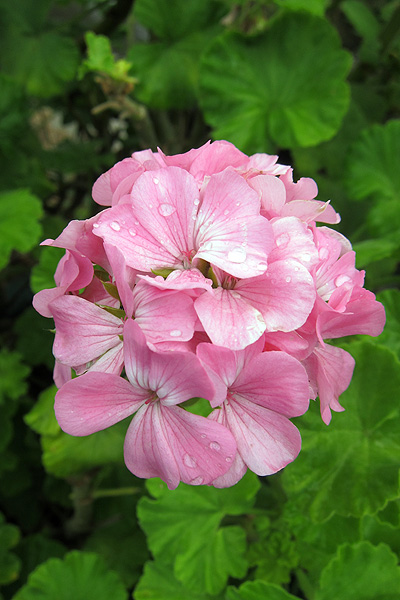 花 花