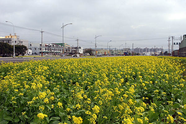 油菜花田 油菜花田