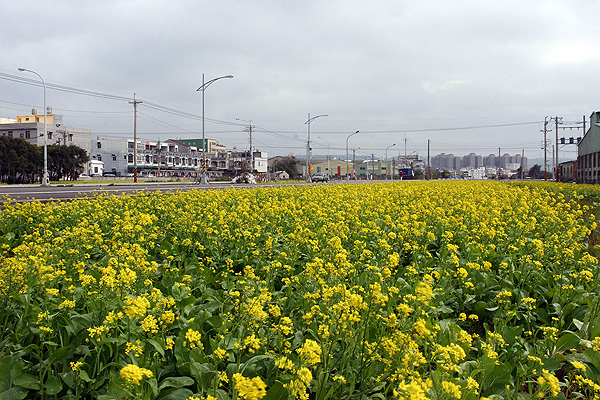 油菜花田