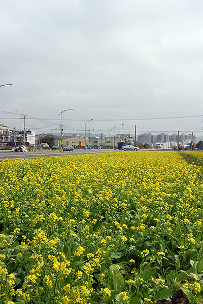 油菜花田