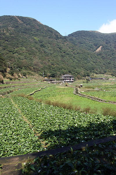 竹子湖隨拍