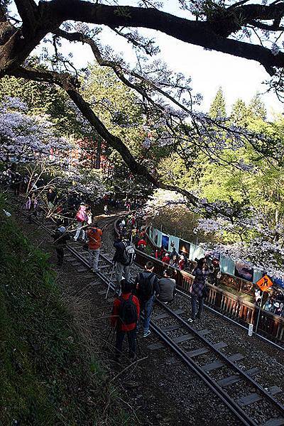 沼平車站吉野櫻