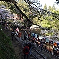 沼平車站吉野櫻