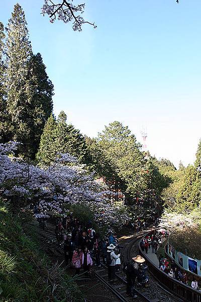 沼平車站吉野櫻