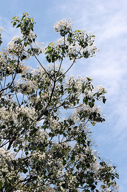 桐花隨拍 桐花隨拍