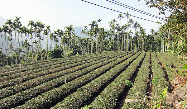 茶園 茶園